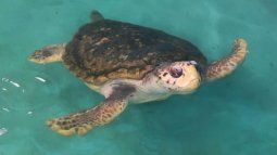 ¡Llegó a Brasil!: el tortugo Jorge recorrió más de mil kilómetros a un mes de su liberación