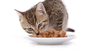 Mascota: las mejores comidas húmedas para tu gato