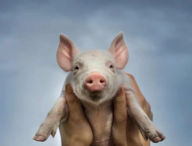 Mascota: todo lo que debés saber antes de adoptar un cerdo 