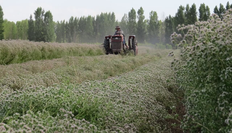 Cosecha de orégano en San Carlos y el temor de los productores.
