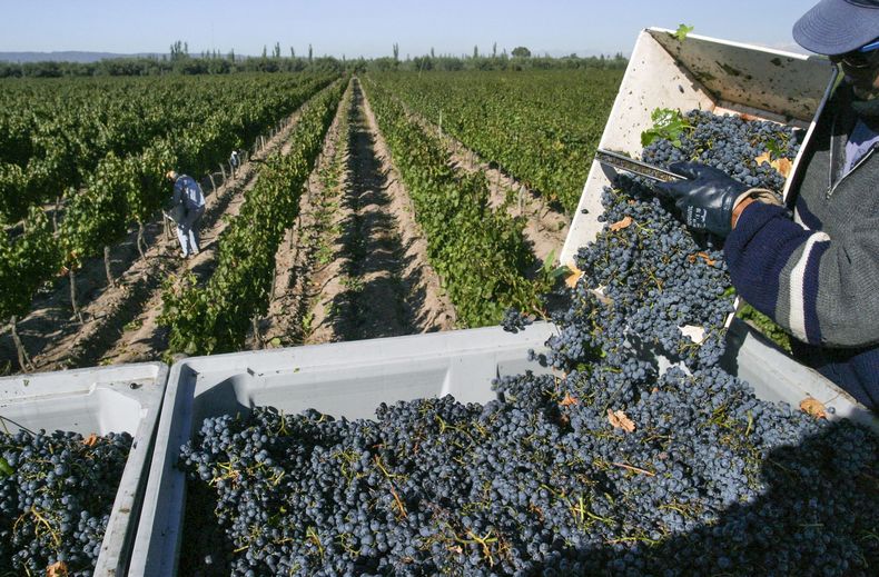 Crisis de los productores de San Rafael.