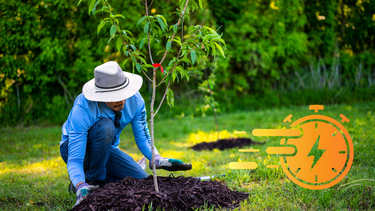 Sitio Andino | plantar un árbol, jardinería