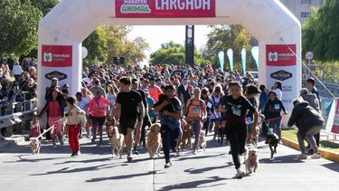 mas de 1.500 personas participaron de la maraton animal ciudad de mendoza