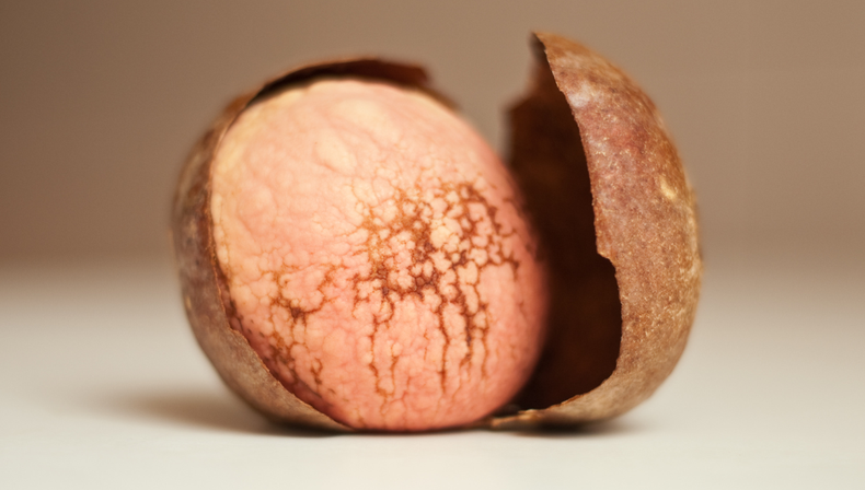 Jardinería: el paso a paso definitivo para cultivar palta en casa de forma rápida y sin errores