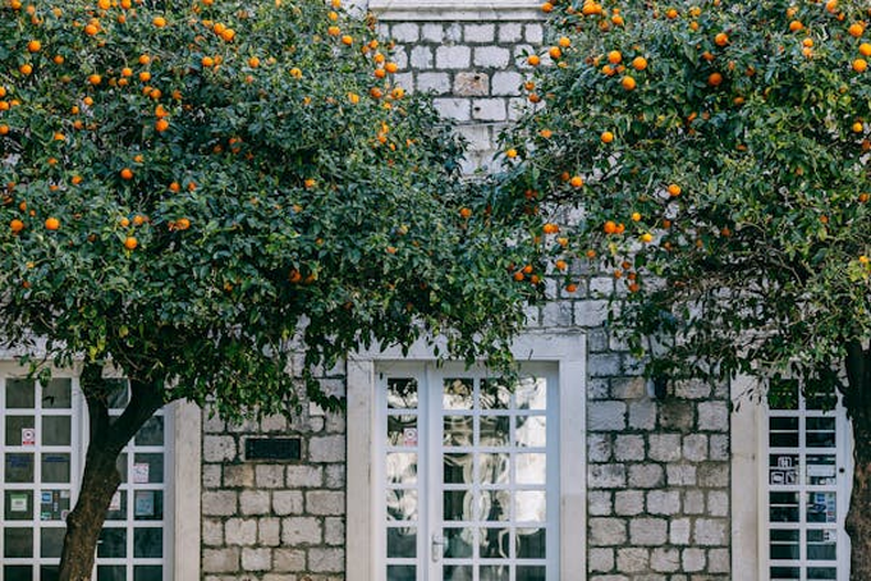 Jardinería: Cómo solucionar las hojas enroscadas en los cítricos de tu jardín