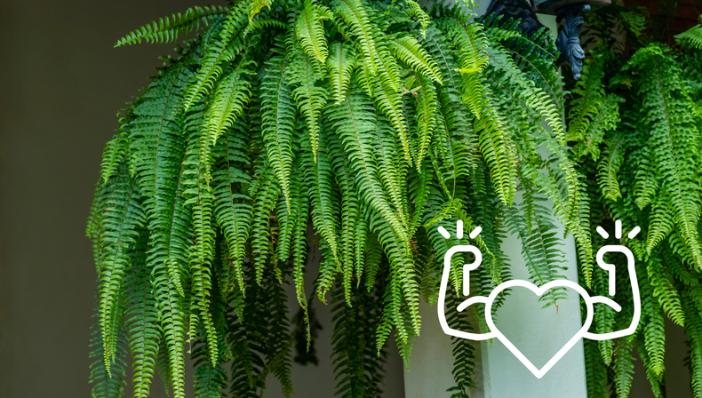 Jardinería: el truco definitivo para que tu helecho de interior se mantenga sano todo el año