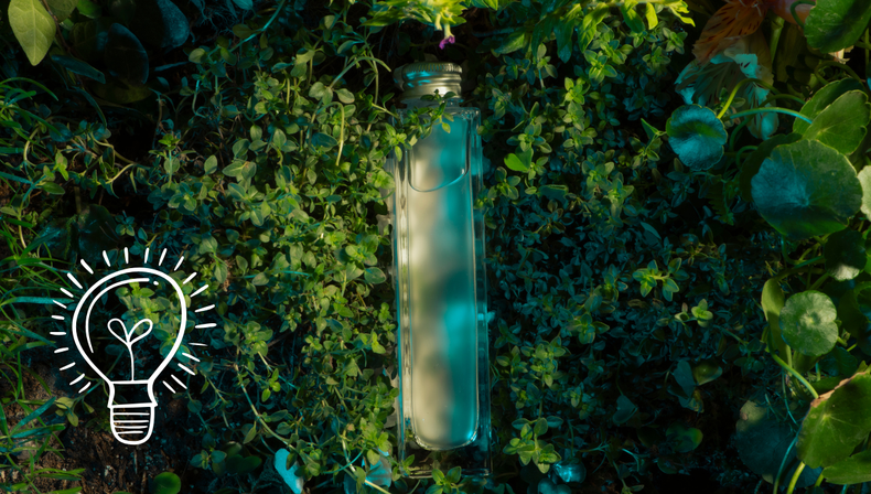 Expertos en jardinería revelan por qué conviene poner botellas con agua entre las plantas