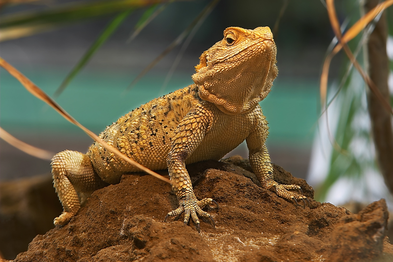 Descubrí por qué el dragón barbudo es la mascota exótica que todos quieren tener