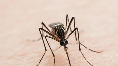 Cornejo destacó que Mendoza lidera la capacitación sobre dengue en el país.