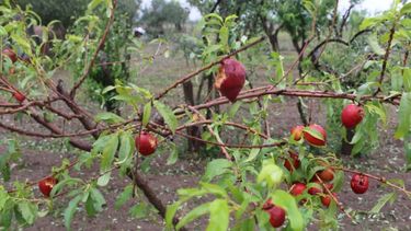 A través de Mendoza Fiduciaria, el Gobierno dará cobertura del seguro agrícola a los productores este año