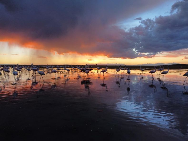 Vacaciones en San Rafael: dónde hay colonias de flamencos