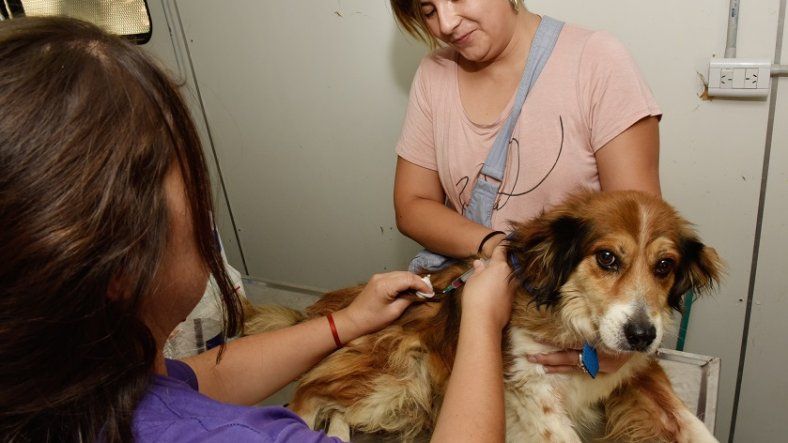 Si tenés perro o gato, recordá que es obligatorio vacunarlos contra la rabia una vez al año