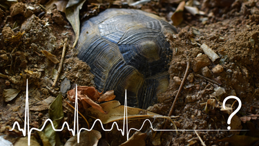 Mascota: cómo saber si mi tortuga está hibernando o ha muerto