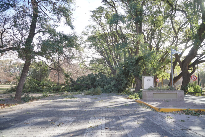 arbol caído parque general san martin
