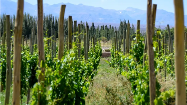 La Coviar habló de la cosecha de uva de este año