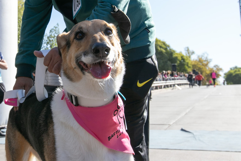 La Municipalidad de Mendoza impulsa una nueva edición de la Maratón Animal 2025 La Municipalidad de Mendoza impulsa una nueva edición de la Maratón Animal 2025