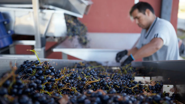 Paritaria vitivinícola: aumentos escalonados para obreros de bodegas y viñas Paritaria vitivinícola: aumentos escalonados para obreros de bodegas y viñas