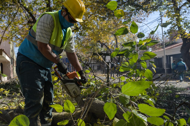 Los particulares no podrán podar, talar ni intervenir por cuenta propia los árboles ubicados en calles y espacios públicos.