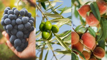 Luego del ajo, los de la uva, frutales y aceitunas son algunos sectores que tendrán su Mesa de Concertación de costos y precios en Mendoza