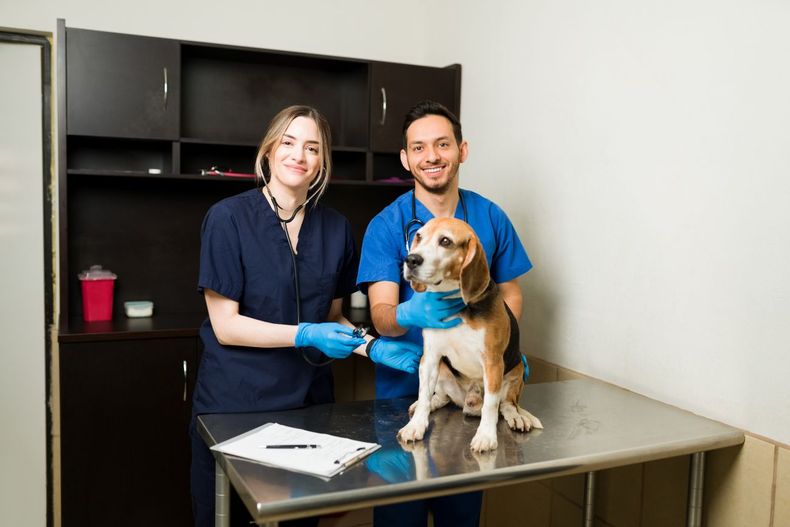 Día Mundial del Veterinario: por qué se celebra hoy, 25 de abril