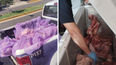 Operativo contra el abigeato: incautan ganado ilegal y kilos de carne en mal estado