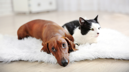 Veterinarios advierten: este es el tiempo máximo que un perro o gato puede quedarse solo en casa