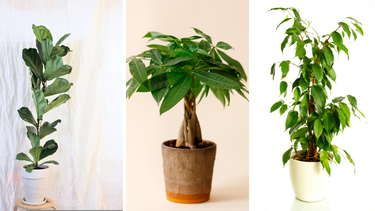 Sitio Andino | plantas de interiores que parecen árboles, jardinería.png