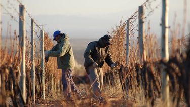 &nbsp;Preocupa la falta de mano de obra en Valle de Uco,