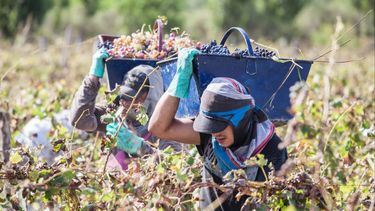 Seguro Agrícola: habilitan prórroga para cancelar cuotas adeudadas