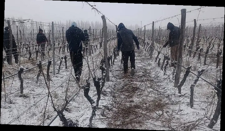 Trabajadores rurales de San Carlos (foto trabajada con IA).