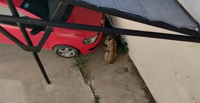 El puma fue capturado despu&eacute;s de que los vecinos denunciaran su presencia.