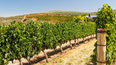 Cómo influye la altura en la elaboración del vino: claves del terroir mendocino