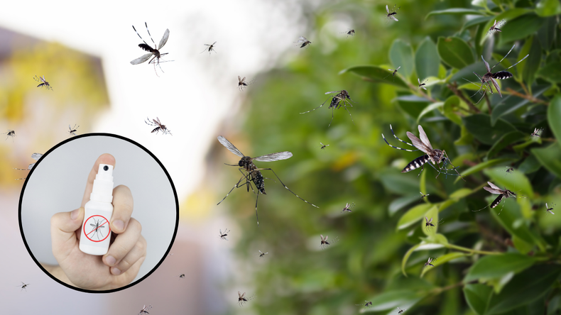 Jardinería: ¿cuál es la planta que más rápido elimina a los mosquitos?