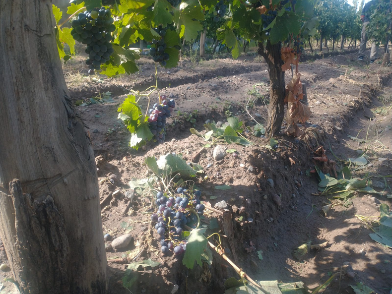 Los viñedos en San Carlos sufrieron daños importantes tras la tormenta.