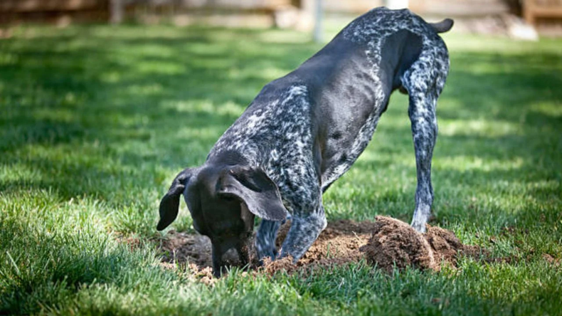 Estrategias para evitar que tu perro excave en el jardín