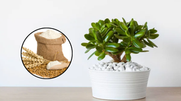 Jardinería: ¿qué pasa si le ponés harina de trigo al árbol de jade?