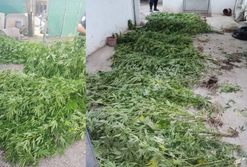 Secuestro plantas de Marihuana