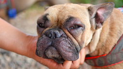 Cómo saber si tu mascota tiene alergia ambiental y qué hacer para aliviarla