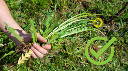 Jardinería: la importancia de distinguir y eliminar las malas hierbas
