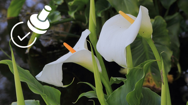 Sitio Andino | flor de cala.png
