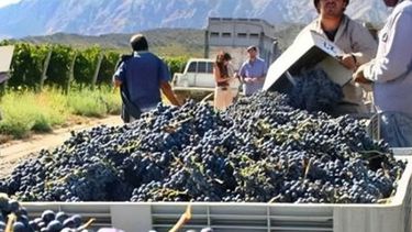 Valle de Uco: la falta de mano de obra es un problema