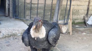 Fue trasladado al Ecoparque de la provincia de Mendoza Fue trasladado al Ecoparque de la provincia de Mendoza