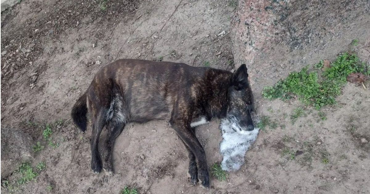 Horror: enveneraron a más de treinta perros en un pueblo