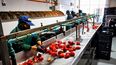La linea de industrialización de los morrones mendocinos. Un ejemplo de la agroindustria de Mendoza