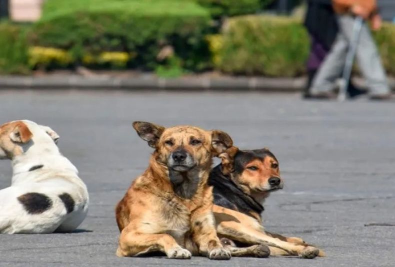 Perros