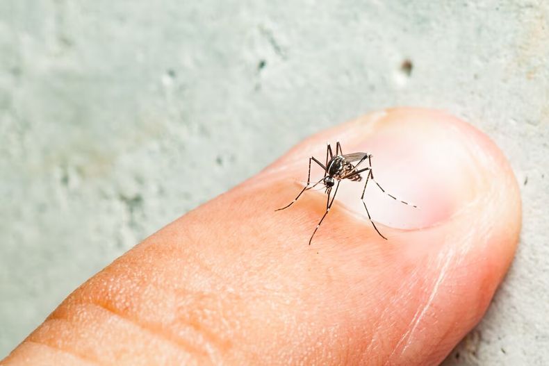 Cómo se transmite el dengue.