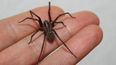 Araña de rincón: Mendoza registra entre 25 y 30 casos de picaduras anuales. Araña de rincón: Mendoza registra entre 25 y 30 casos de picaduras anuales.