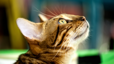 Sitio Andino | gato, mascota.png