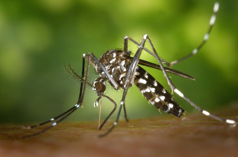 Brote de dengue en el país: ya hay 238 muertos y 333 mil casos.