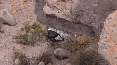 El cóndor andino es fundamental para la biodiversidad de la provincia de Mendoza.